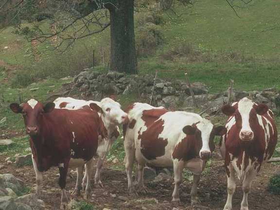 Vermont g02c0085-Cows-Cattle herd-closeup.jpg