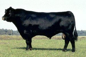 Bull-Black Angus.jpg