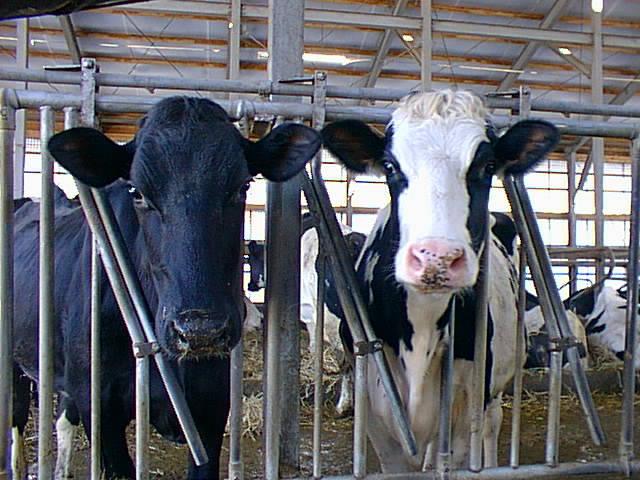 Cattle Breed-Holstein Cow-BwW.jpg