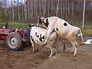 Cattle Breed-Holstein Cow-PIC00002-mating.jpg