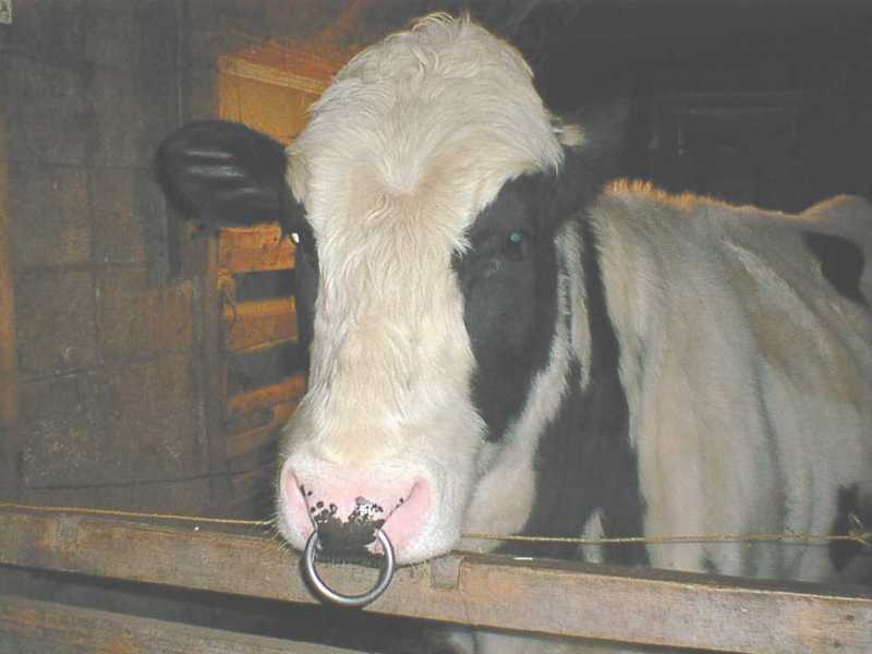 Cattle Breed-Holstein Cow-SG.jpg