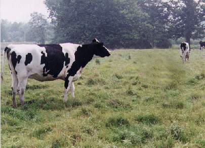 Gernz1-Holstein Cows-On Grassland.jpg