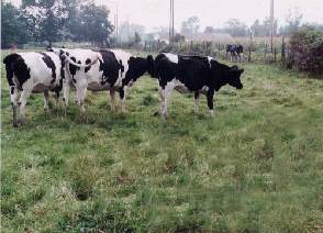 Gernz2-Holstein Cows-On Grassland.jpg