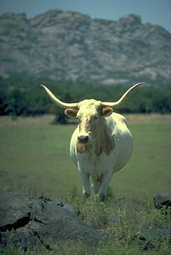 cattle0917d Long-horned Cow.jpg