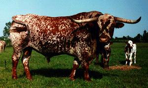 Cow-Longhorn Bull1.jpg