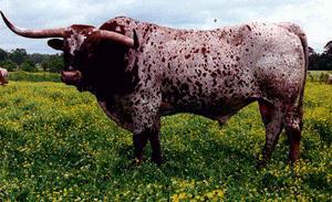 Cow-Longhorn Bull2.jpg