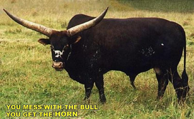 Longhorn Bull 02.jpg