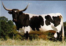 Longhorn Cow.jpg