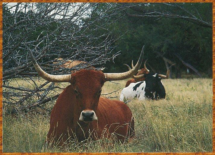 Longhorn Steer 02-Cows-Sitting on Grass.jpg