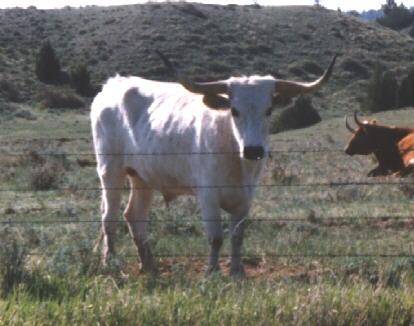 Longhorn Steer-Cows.jpg