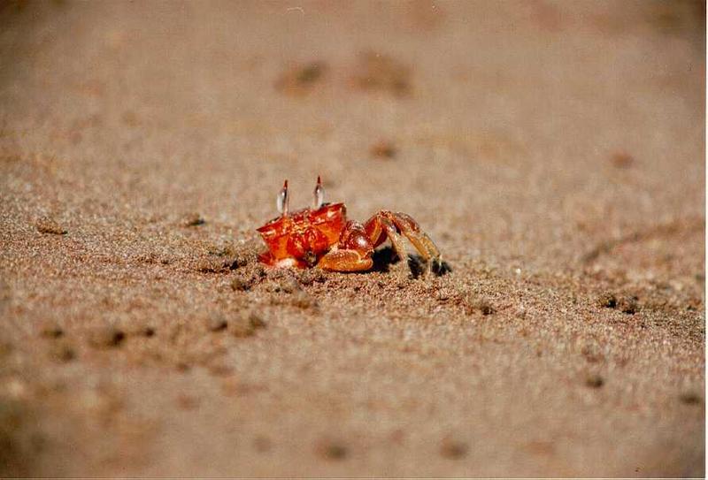 Costa Rican Crab.jpg