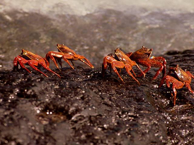 Crabs Marching On Rock.jpg