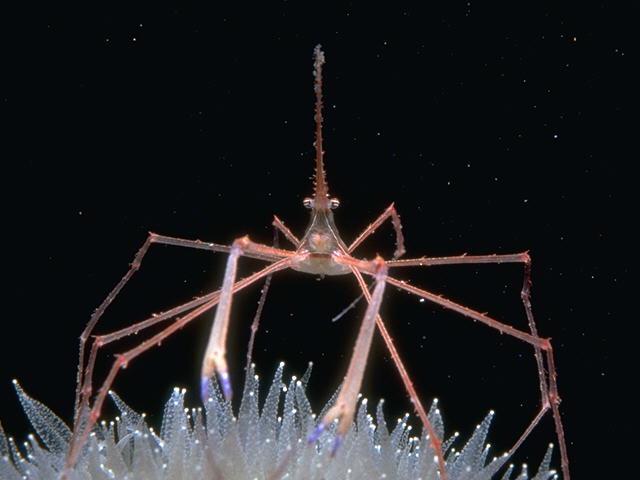 cr-s095249-Spider Lobster On Anemone.jpg