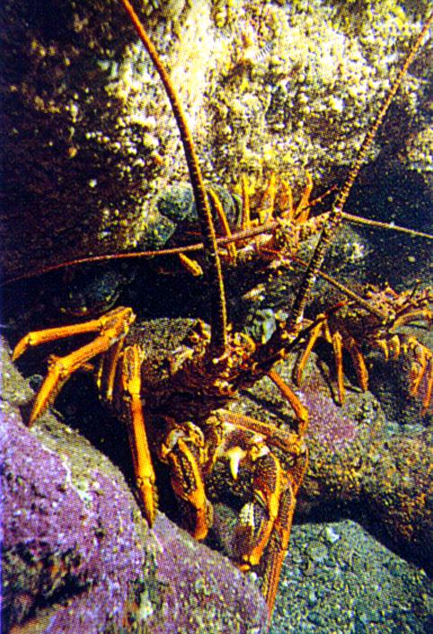 crays-Crayfishes in rock crevices.jpg