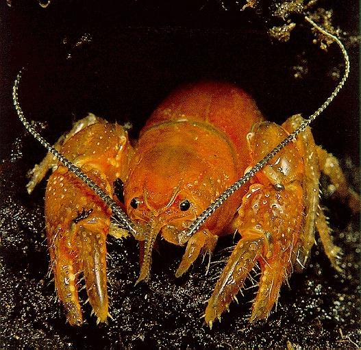 Spiny Lobster-crayfish.jpg