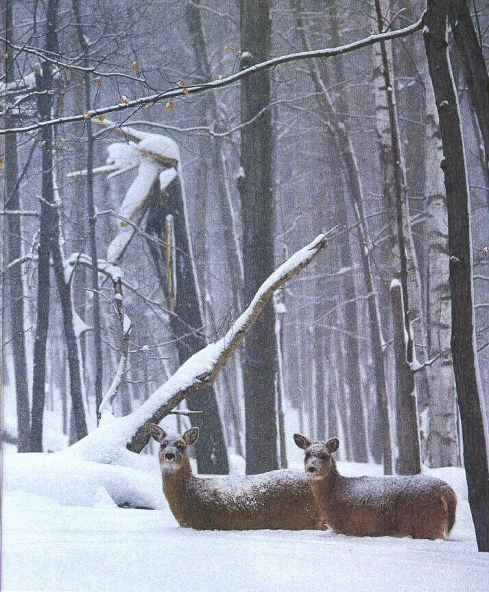 !deers Wisconsin-In Deep Snow.jpg