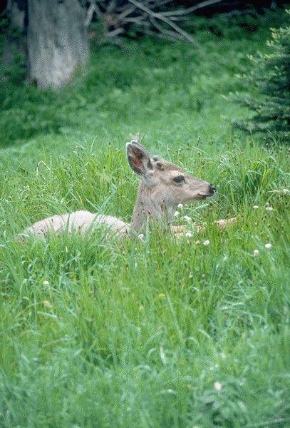 09340073-Deer Female-Lying Down On Grass.jpg