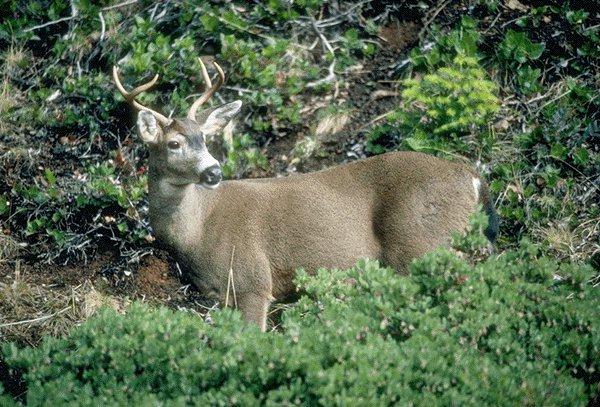 09340074-Deer Male-Looking Back In Bush.jpg