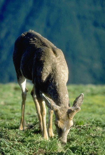 09340077-Deer-Eating Grass.jpg