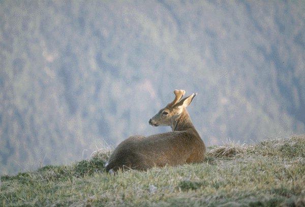 09340080-Deer-Sitting On Mountain Top.jpg