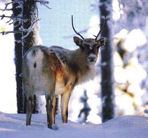 animal9-Buci Deer On Snow.jpg