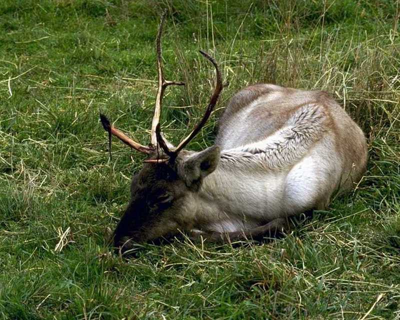 animalwild015-Deer-Sleeping on grass.jpg
