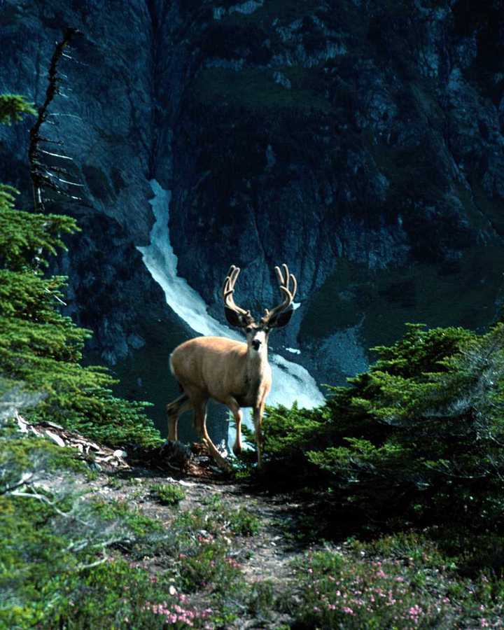 animalwild023-Deer-Stands on cliff hill.jpg
