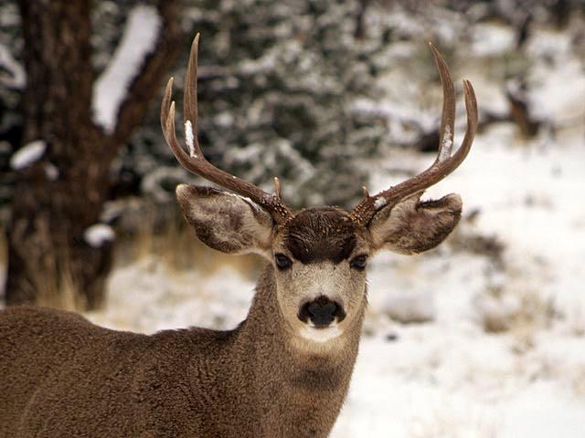 buck deer 6ec.jpg