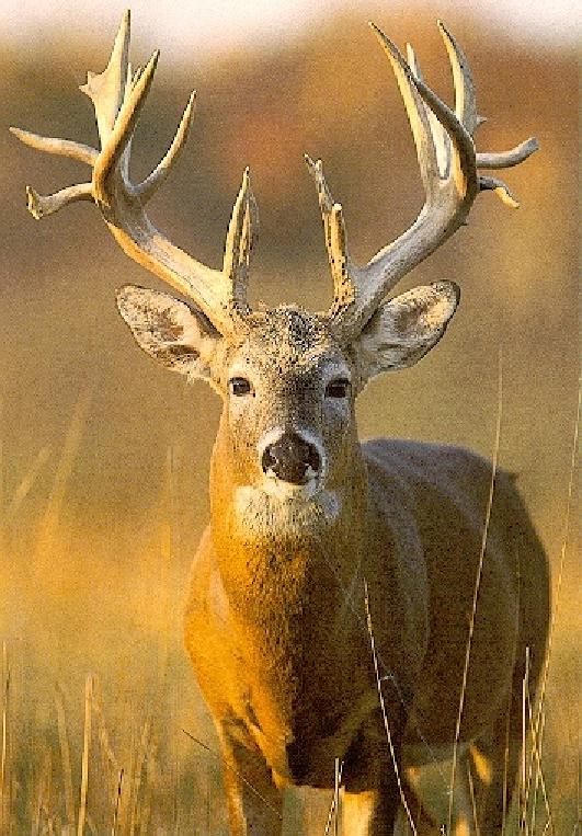 Buck Deer-With Great Horn-Front Closeup.jpg