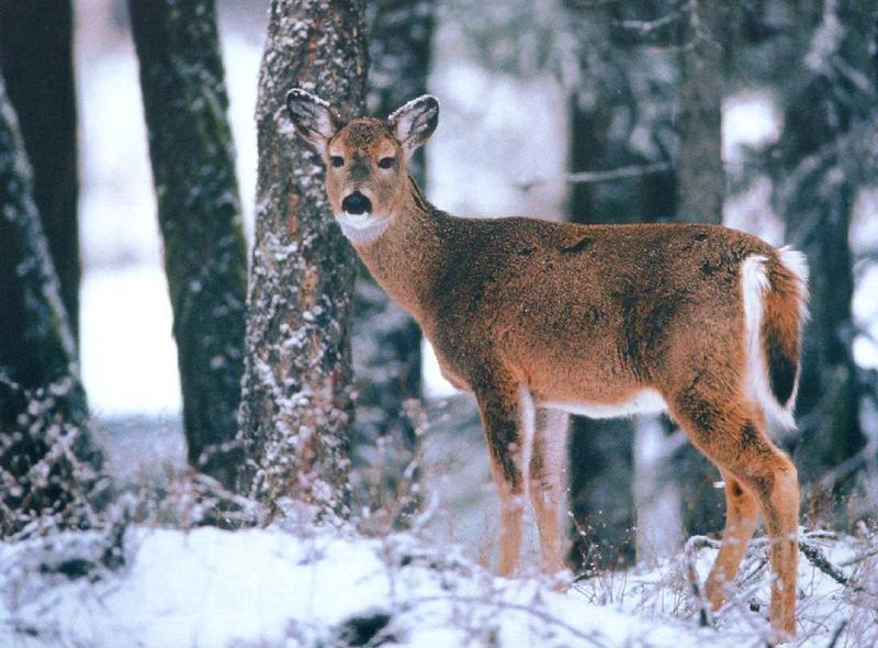 deer01 in snow forest.jpg