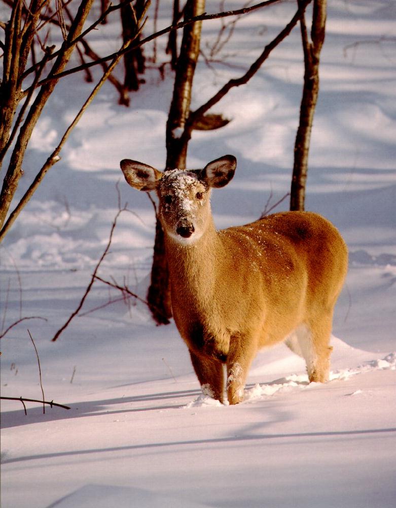 Deer1-Standing-In Snow.jpg