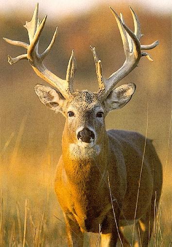 deer4-male Great Horn.jpg
