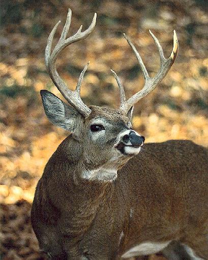 deer6-male Great Horn.jpg