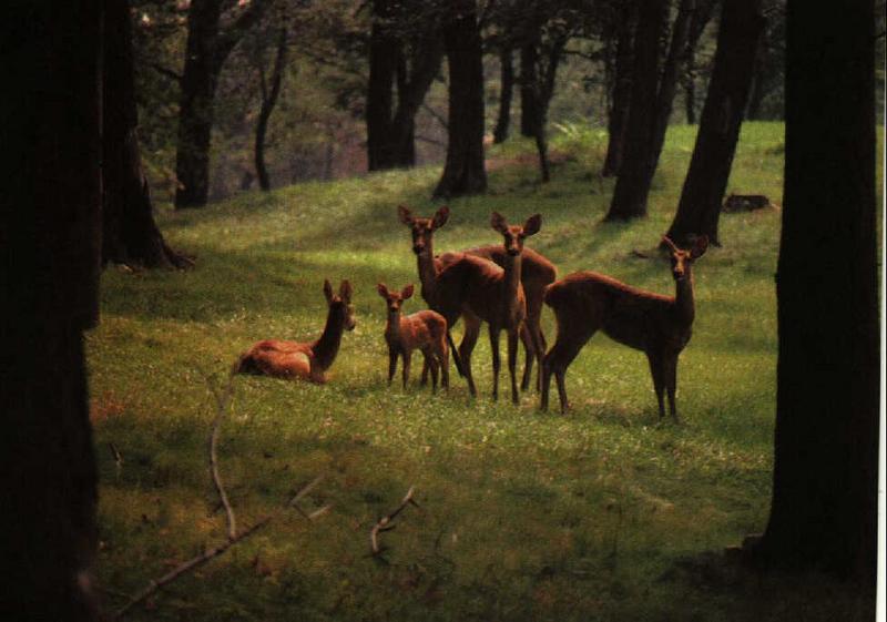 Deer Family 01.jpg