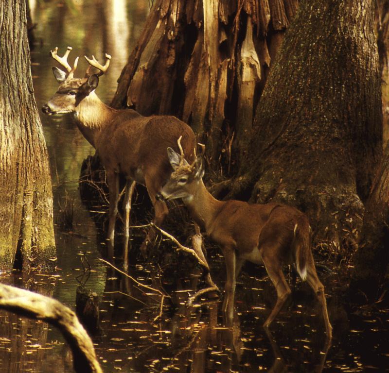 Florida-III Deer-pair in forest.JPG