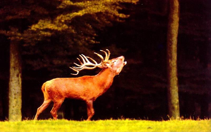 germ66-German Deer-Roaring.jpg