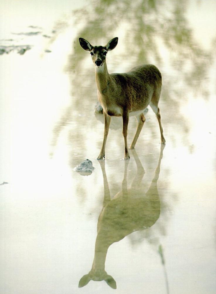 key-deer In Stream-Mirror.jpg