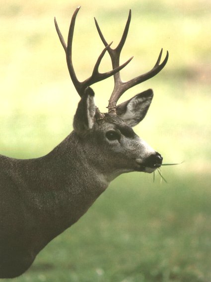 ma-ar-md Buck Deer.jpg