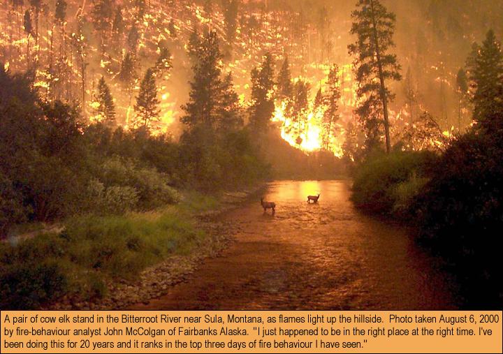 Montana Forest Fire.jpg