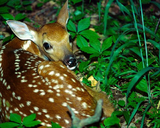 Young Deer-Lying Down-In Grass.jpg