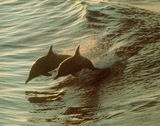 2 Dolphins Fly.jpg