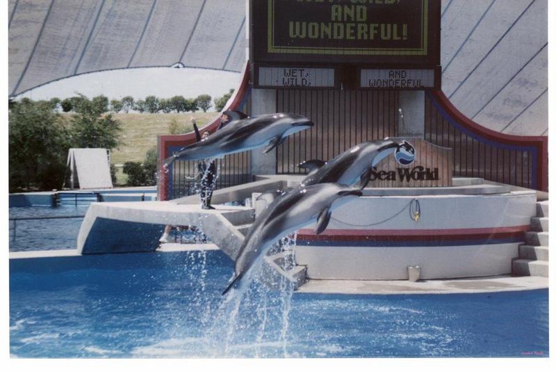 3 Dolphins-Jumping.jpg