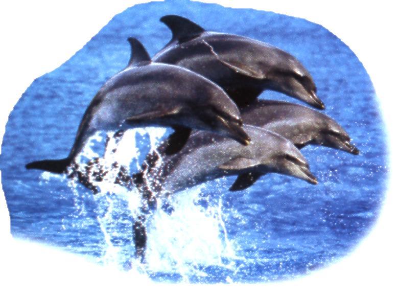 4 Bottle-Nosed Dolphins-Jumping.jpg