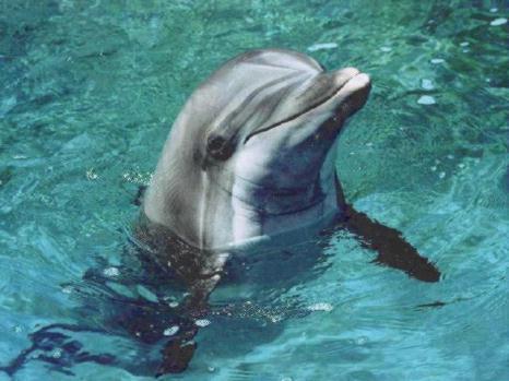 dolphin talks.jpg
