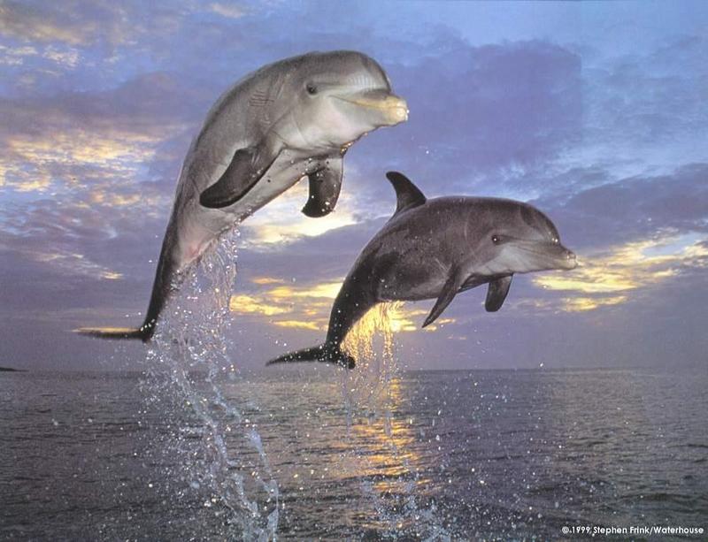 Dolphins leaping.jpg