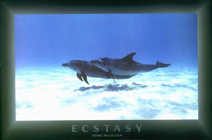 Dolphins-Ecstasy.jpg