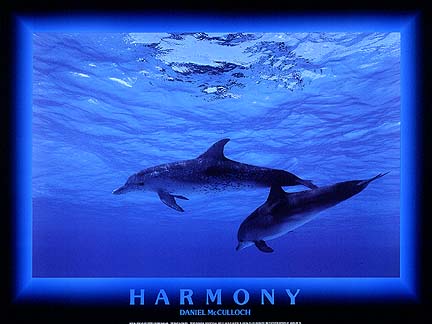 Dolphins-Harmony.jpg