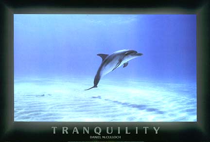 Dolphins-TRANQUILITY.jpg