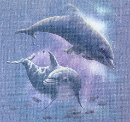 lj Dale Begley Sunlight Dolphins.jpg