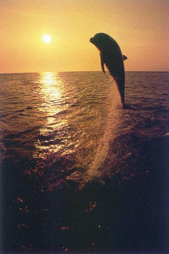lj Leaping Dolphin.jpg